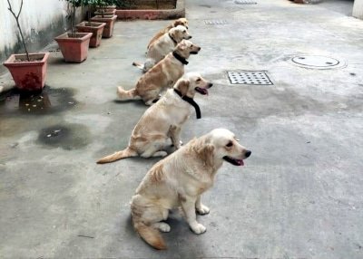 Karnataka Police To Induct 50 Dogs At Rs 2 5 Crore