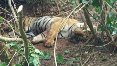 Karnatakas Domestic Cattle Devouring Injured Tiger Captured