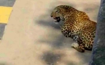 Leopard Attacks Telangana Forest Officials