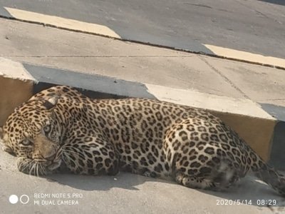 Leopard Spotted Resting On Road In Hyderabad