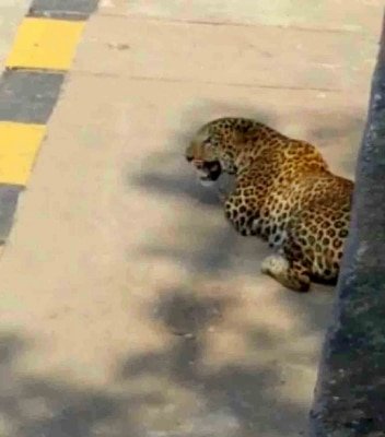 Leopard Which Strayed Into Hyderabad Remains Elusive