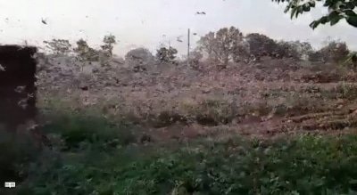 Locust Attack Feared In Eastern Up Now