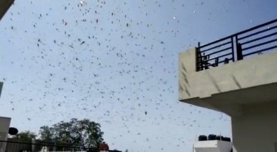 Locust Control Operations Continue No Crop Loss Reported Centre