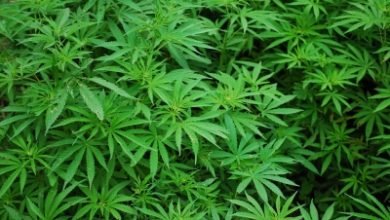 New Zealand Reveals Cannabis Referendum Legislation Details