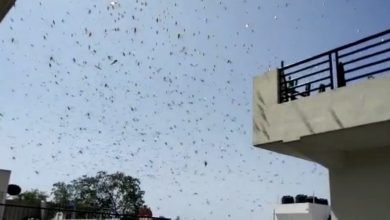 Now Drones And Planes To Fight Locust Menace In Rajasthan