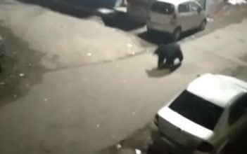 Sloth Bear Attacks Blinds Woman In Karnataka