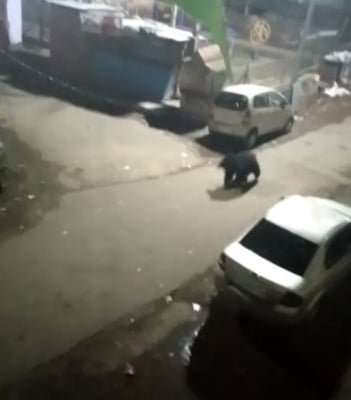 Sloth Bear Attacks Blinds Woman In Karnataka