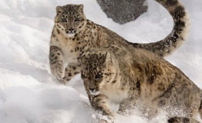 Snow Leopard Cub Reintroduced In Himachal Wild Experts Anxious