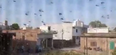 Telangana Braces For Locusts Alert Sounded On Maha Cgarh Borders