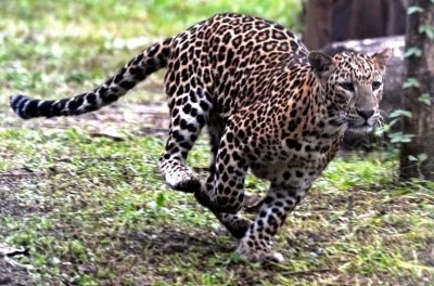 Three Leopards Captured In Ktaka After Infant Old Woman Killed