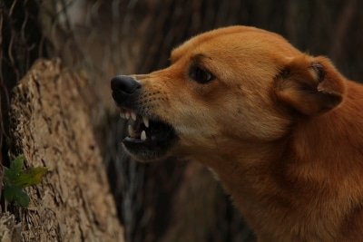 Trial Begins To See If Dogs Can Sniff Out Covid 19