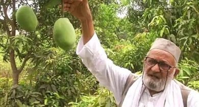 Ups Malihabad Mango Man Develops Doctor Mango Variety