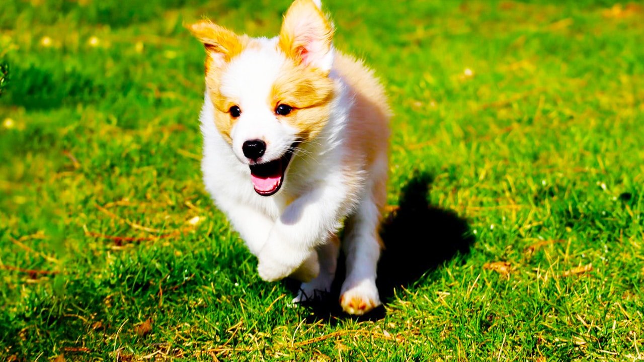 Dog Playing On Green Grass