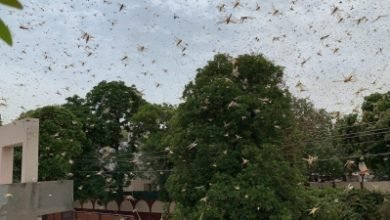 Agra Survives Locusts Invasion