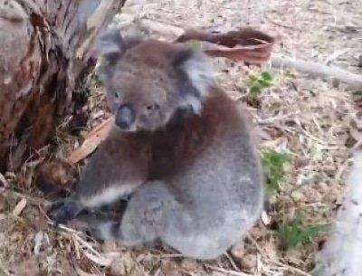 Australian Govt Urged To Save Koalas From Extinction