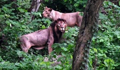 Big Cat Roar Gujarats Lion Count Rises To 674