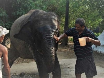 Bihar Animal Lover Gives His Entire Land To Two Elephants