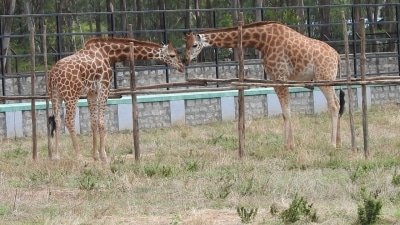 Bluru Zoo To Reopen From Monday With Limited Visitors