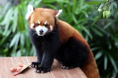 Conservationists Satellite Track Red Pandas In Nepal