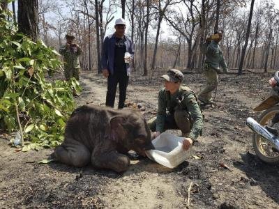 Elephant Calf Electrocuted In North Bengal Forest