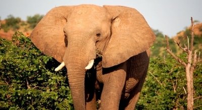 Elephant Undergoes Laser Therapy For Arthritis