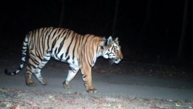 Force Deployed In Up District To Prevent Tiger Attacks