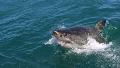 Great White Shark Kills Surfer In Australia