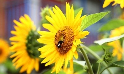 Haryana To Procure 13784 Tonnes Of Sunflower