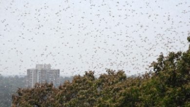 Locust Control Operation Is In Full Swing Agriculture Ministry