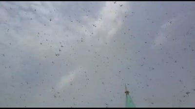 Locust Swarms Enter Nepal