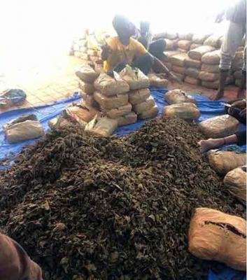 Narcotics Squad Nabs Drug Peddler Recovers 5 Kg Ganja