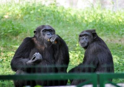 No Kids Below 10 Years Allowed As Lucknow Zoo Set To Reopen