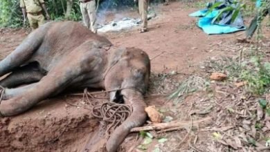 One Arrest Made In Pregnant Elephant Murder
