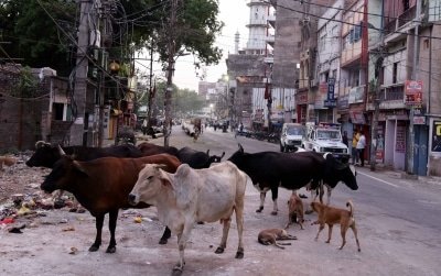 One Held For Feeding Firecracker Laced Ball To Cow