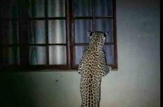 One More Mauled By Leopard In Up
