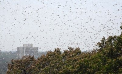 Pak Govt To Convert Locusts Into Organic Fertilisers