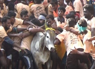 Peta India Report To Sc Documents Cruelty To Jallikattu Bulls In Tn