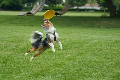 Play Ideas To Keep Your Pet Active And Alert