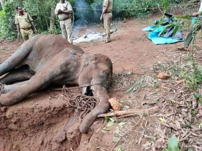 Pregnant Elephants Killing Part Of Man Animal Conflict