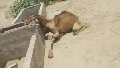 Rajs Dead Thirsty Camel Create Stir On Social Media