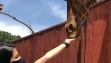 Sunny Leone Feeds Giraffe In New Video