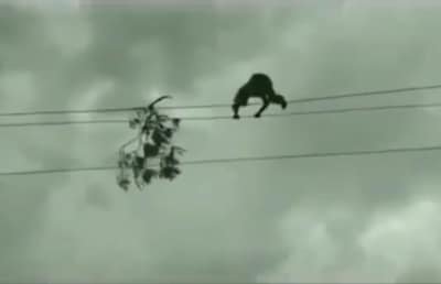 Telangana Youth Walks On High Tension Wire To Remove Tree Branch