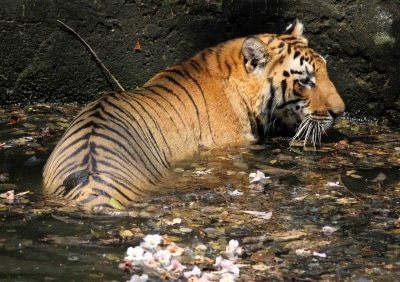 Tiger Mauls Tribal Youth In Waynad