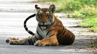 Tigress Dies In Aurangabad Zoo Swab Sent For Covid 19 Test