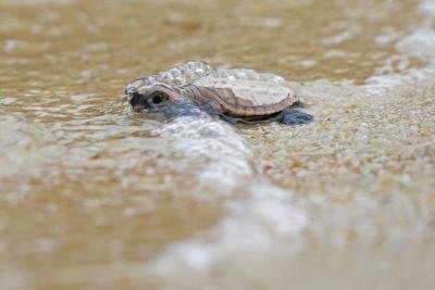 Turtle Survey Begins In Ups Terai Region