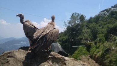 Vulture Conservation Centre Comes Up In Up