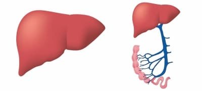 Why Women Are Less Likely To Die Of Liver Cirrhosis Than Men