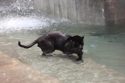 Black Panther Spotted In Karnatakas Nagarhole Tiger Reserve