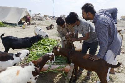 Bluru Bans Animal Sacrifice In Public Places On Bakrid