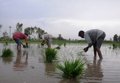 Covid 19 Fails To Affect Kharif Sowing In Karnataka